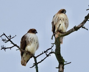 A nest camera was installed to document the lives of SU-Sue and Otto, the two red-tailed hawks who called Syracuse University their home.
